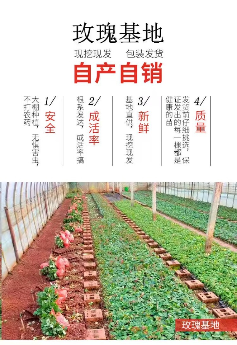 【一件代发】云南大花月季裸根小苗庭院阳台花卉种苗四季开花