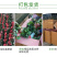 【一件代发】云南大花月季裸根小苗庭院阳台花卉种苗四季开花