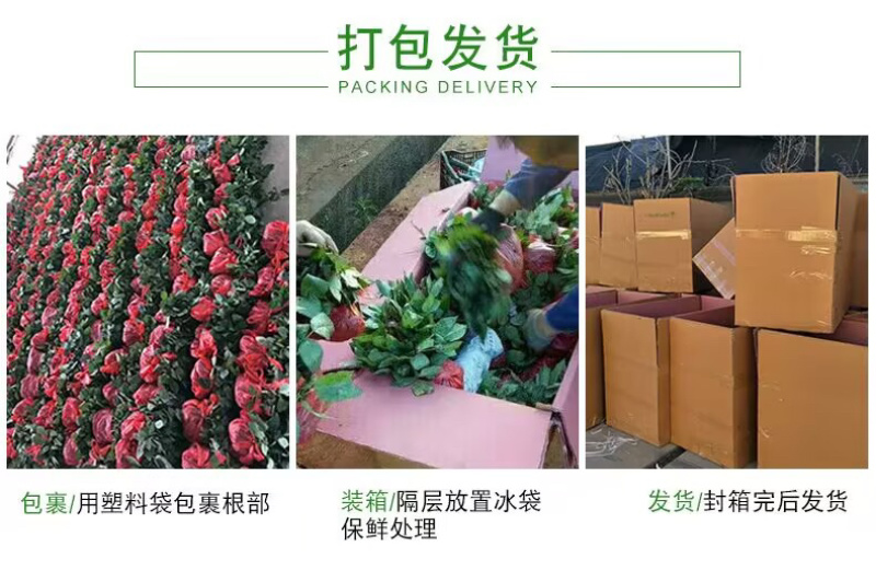 【一件代发】云南大花月季裸根小苗庭院阳台花卉种苗四季开花