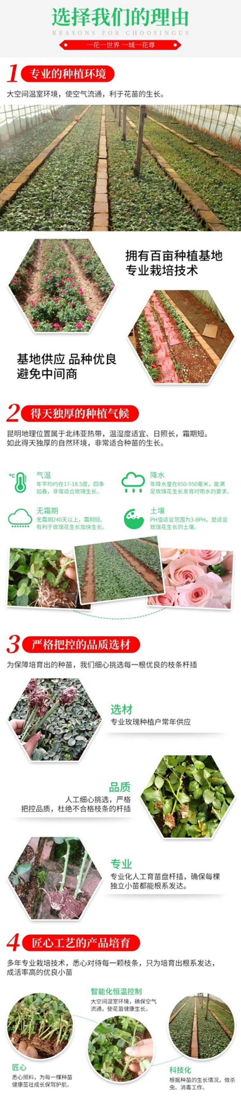 【一件代发】云南大花月季裸根小苗庭院阳台花卉种苗四季开花
