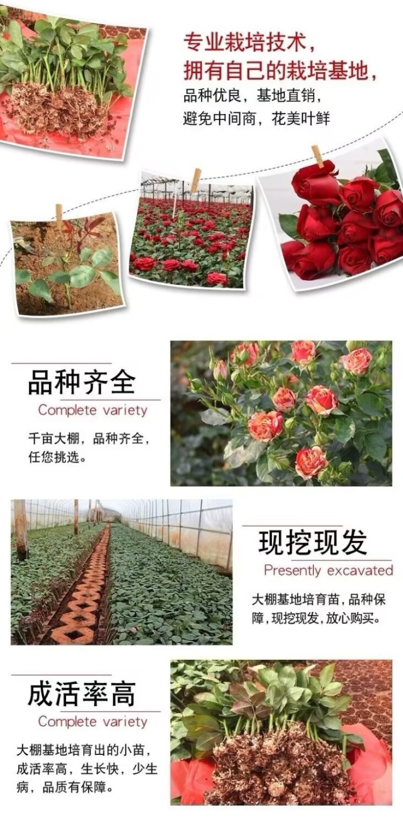 【一件代发】云南大花月季裸根小苗庭院阳台花卉种苗四季开花