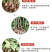 【一件代发】云南大花月季裸根小苗庭院阳台花卉种苗四季开花