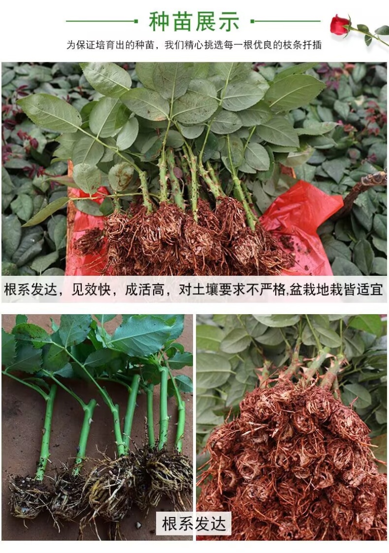 【一件代发】云南大花月季裸根小苗庭院阳台花卉种苗四季开花