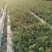 金丝桃，大量出售各规格，量大从优，欢迎大家前来选购