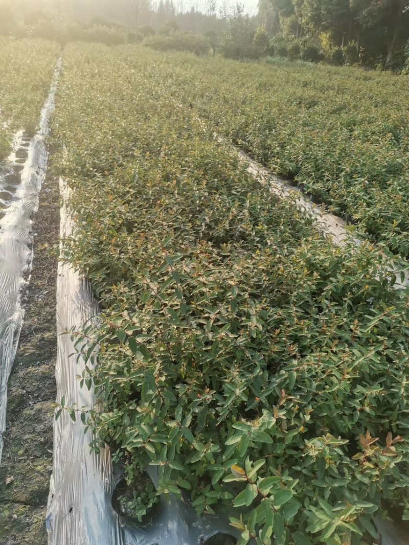 金丝桃，大量出售各规格，量大从优，欢迎大家前来选购