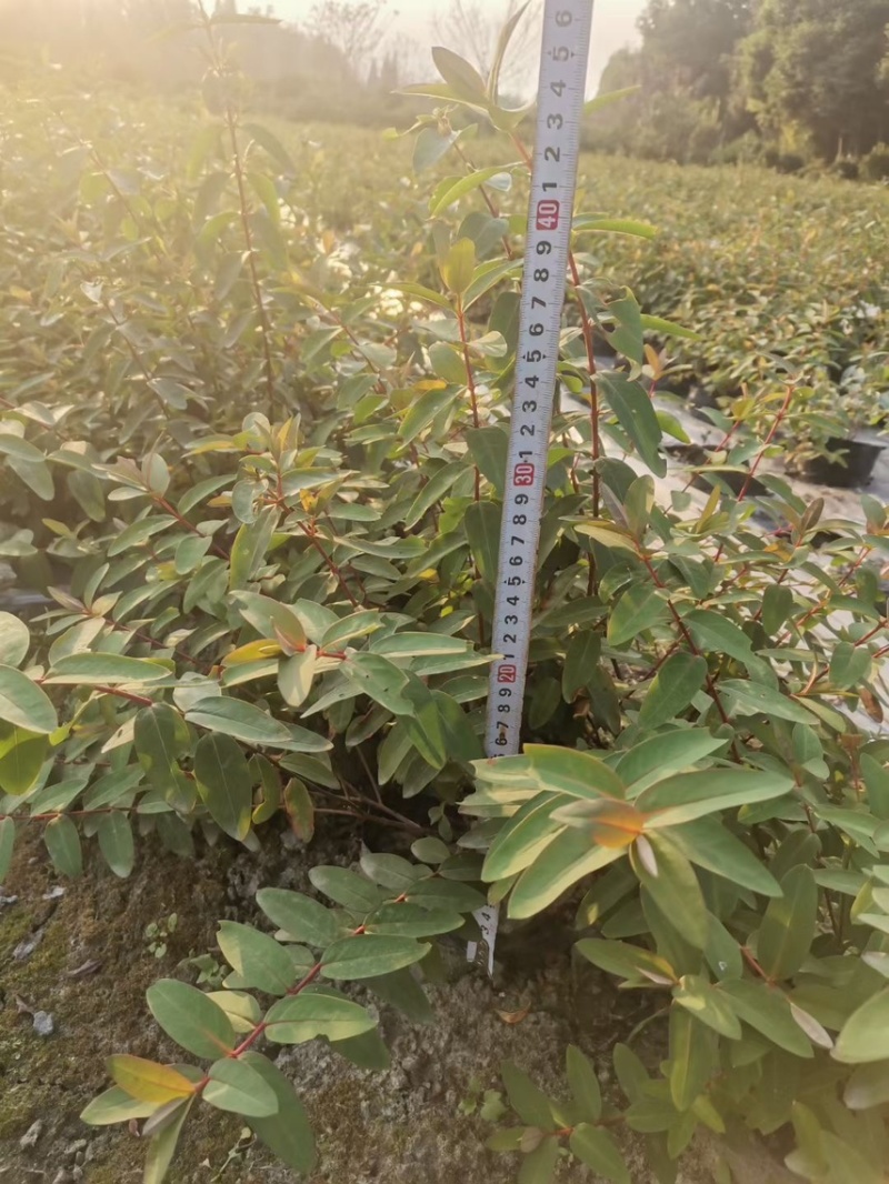 金丝桃，大量出售各规格，量大从优，欢迎大家前来选购