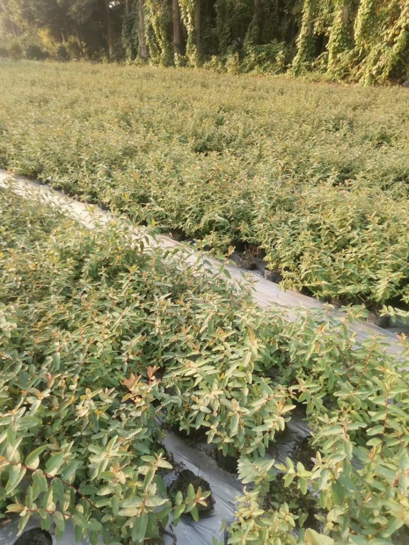 金丝桃，大量出售各规格，量大从优，欢迎大家前来选购