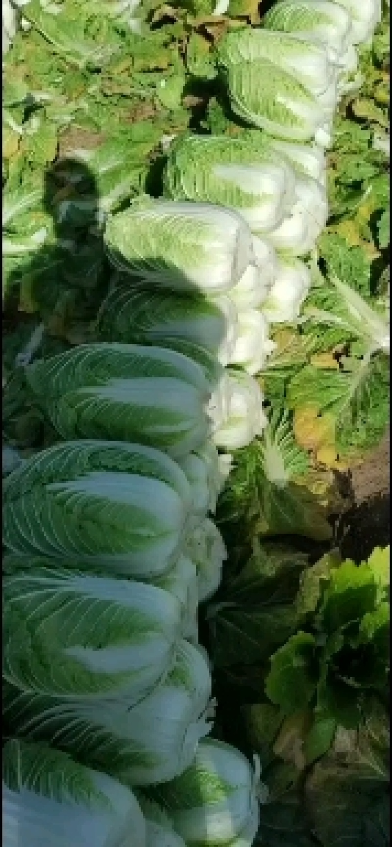 黄心大白菜大量上市，欢迎新老客户来选购