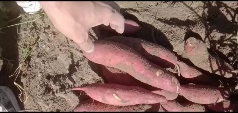 广东西瓜红，大叶红，七里香，601，都是红心薯
