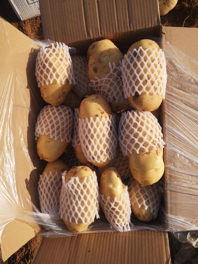 黄心土豆产地看货论价保质保量欢迎咨询订购