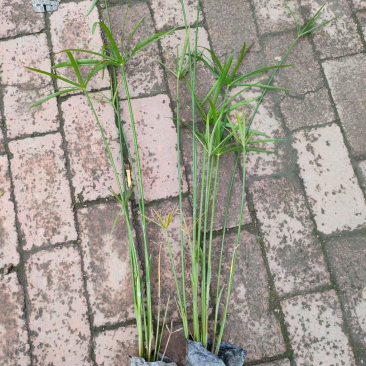 旱伞草，大量出售各规格，量大从优，欢迎大家前来选购