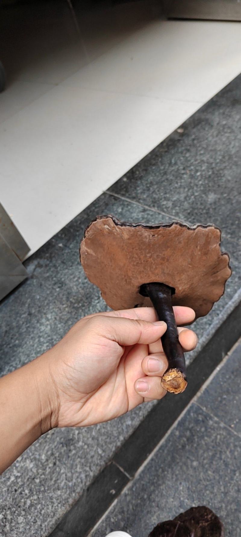 野生灵芝