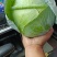 京丰包菜铁包菜圆包菜尖包菜产地看货论价欢迎订购