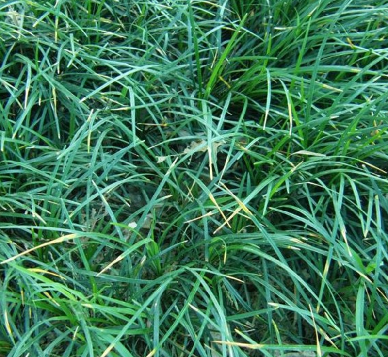 新采麦冬种子颗粒饱满发芽率高工程绿化质量保证