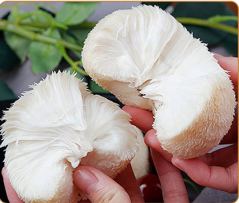 新鲜有机猴头菇煲汤原料养胃非野生干货