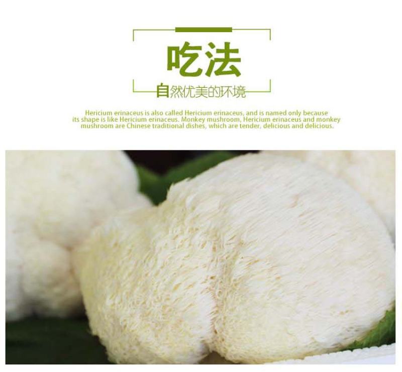新鲜有机猴头菇煲汤原料养胃非野生干货
