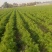 平度胡萝卜大量上市欢迎老板选购