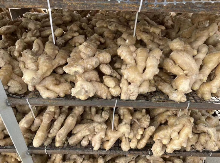 展示老姜从新鲜状态到晒干成为干姜的过程,包括晾晒场地和干姜成品 老姜晒干过程示意图