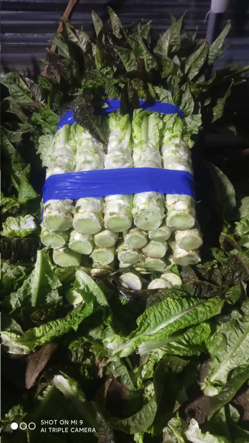香莴苣红尖叶莴苣万亩大棚种植品质好代收代发产地直供电联