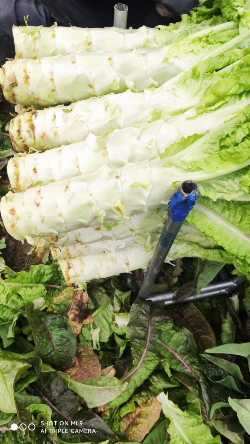 香莴苣红尖叶莴苣万亩大棚种植品质好代收代发产地直供电联