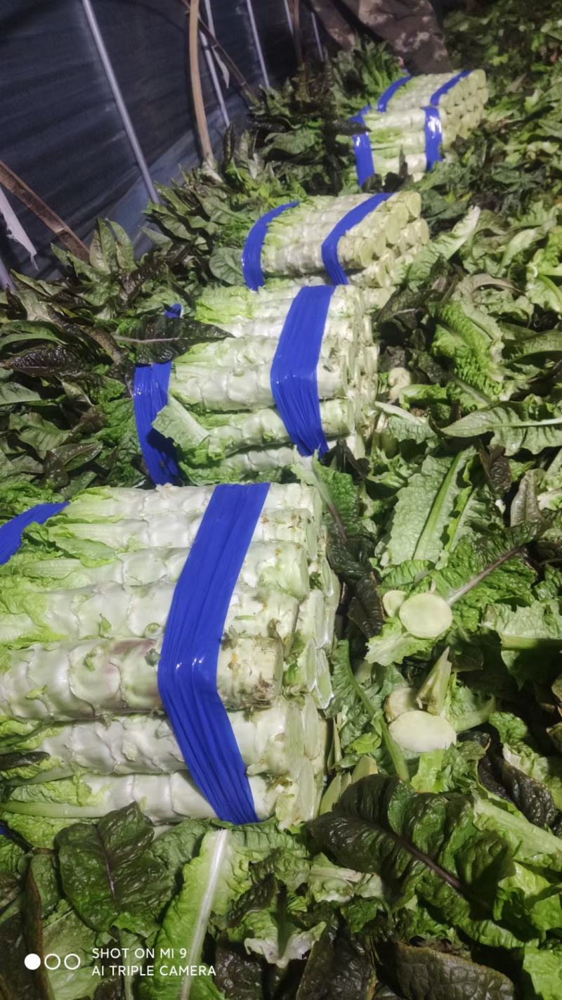 香莴苣红尖叶莴苣万亩大棚种植品质好代收代发产地直供电联