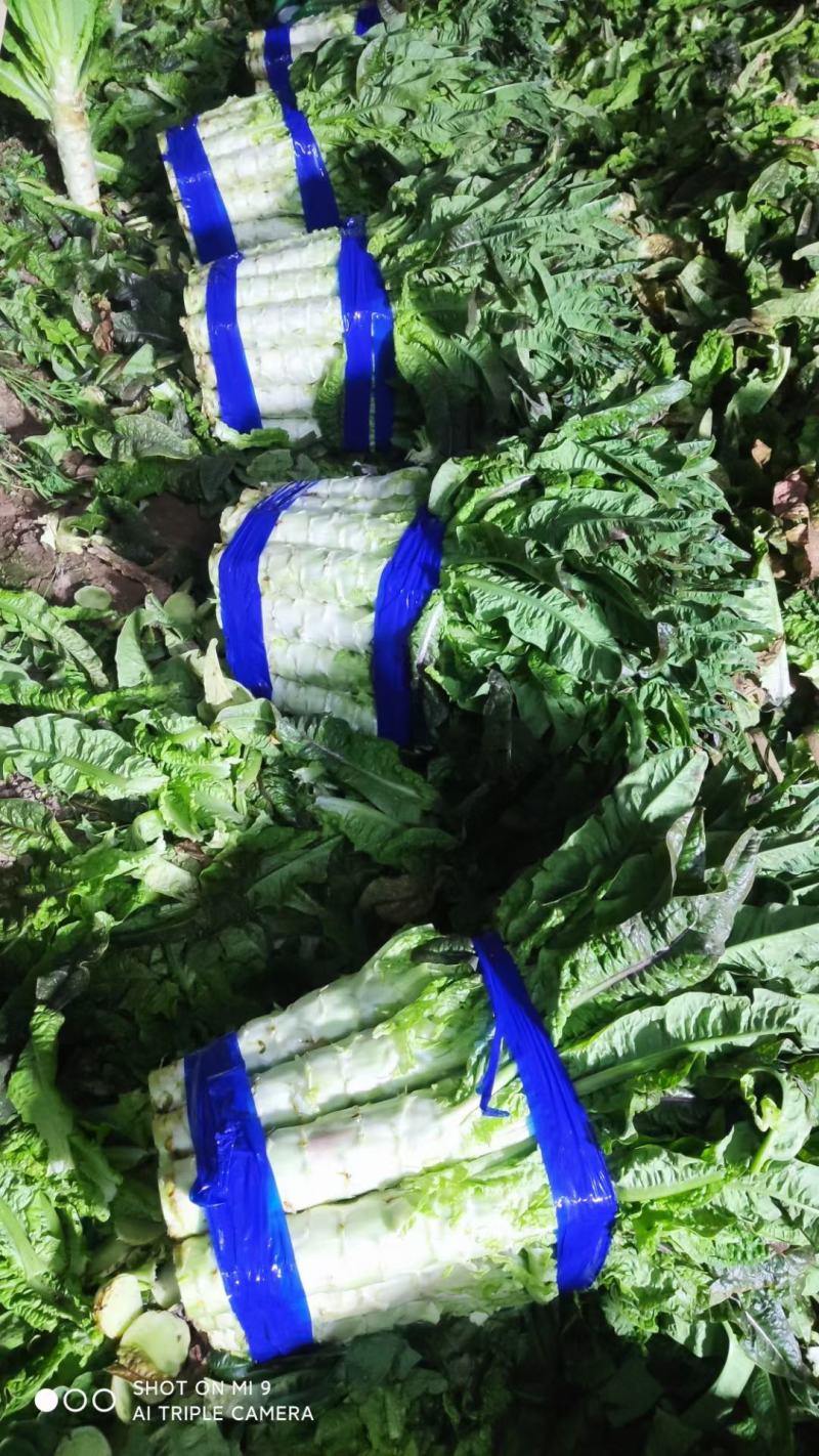 香莴苣红尖叶莴苣万亩大棚种植品质好代收代发产地直供电联