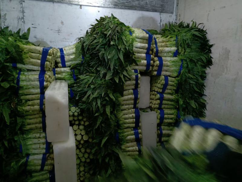 香莴苣红尖叶莴苣万亩大棚种植品质好代收代发产地直供电联