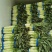 香莴苣红尖叶莴苣万亩大棚种植品质好代收代发产地直供电联