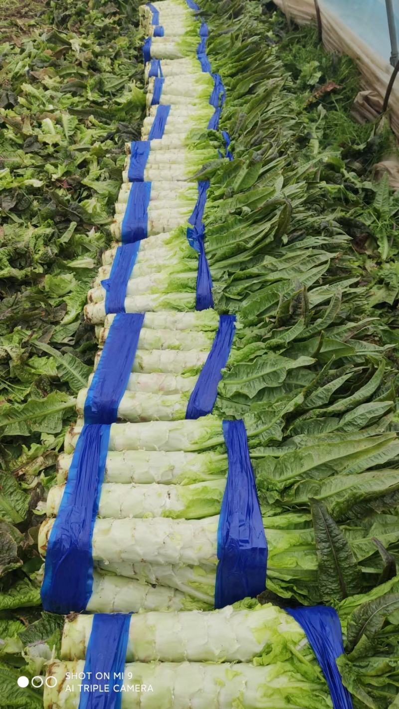 香莴苣红尖叶莴苣万亩大棚种植品质好代收代发产地直供电联