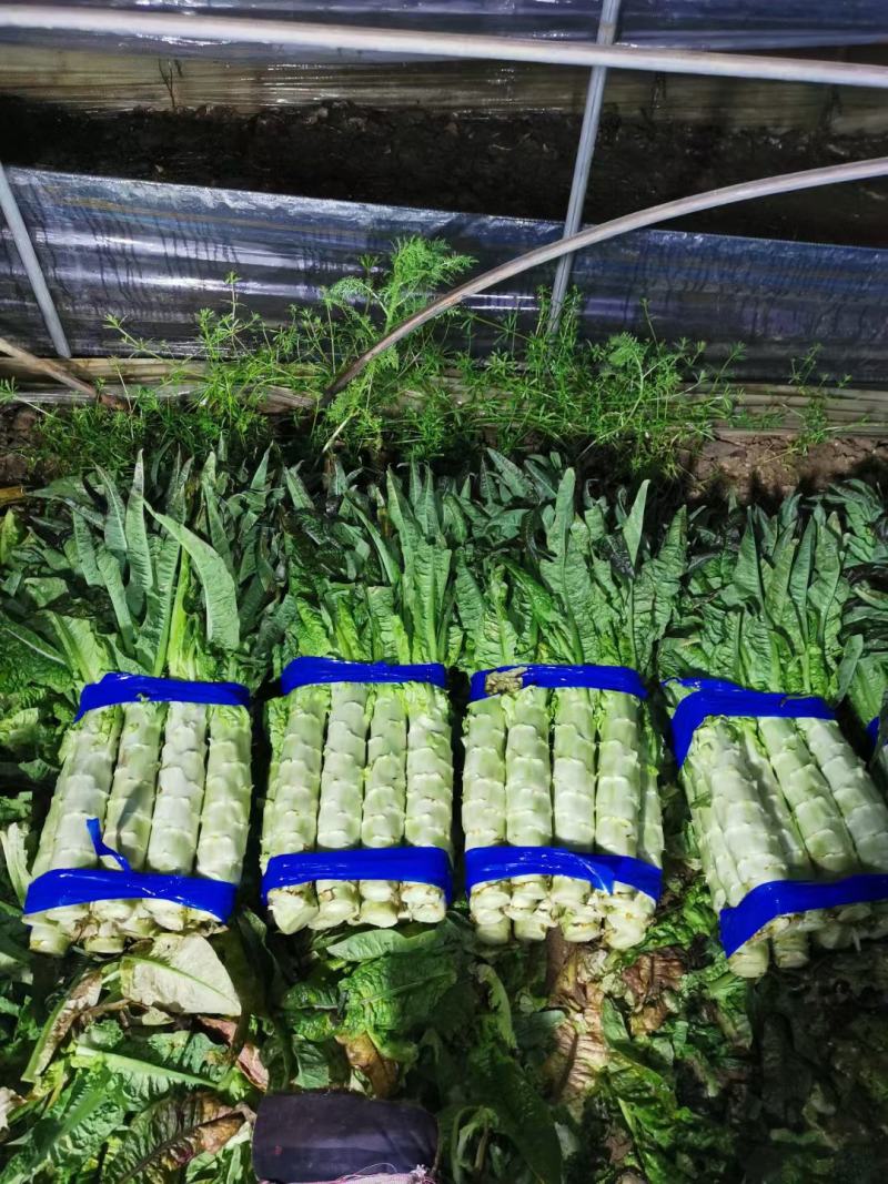 香莴苣红尖叶莴苣万亩大棚种植品质好代收代发产地直供电联