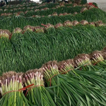 精品露天红根蒜苗根红叶子绿质量好精品露天红根蒜苗