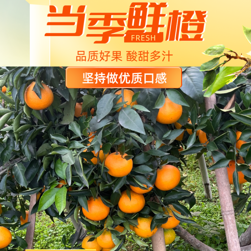 一件代发爱媛38号正常供货，代发，代发，还发，大量供货！
