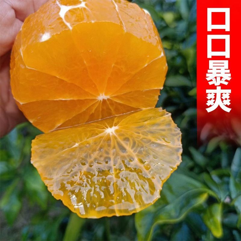 【爱媛38】四川爱媛橙果冻橙高品质全国批发，一件代发