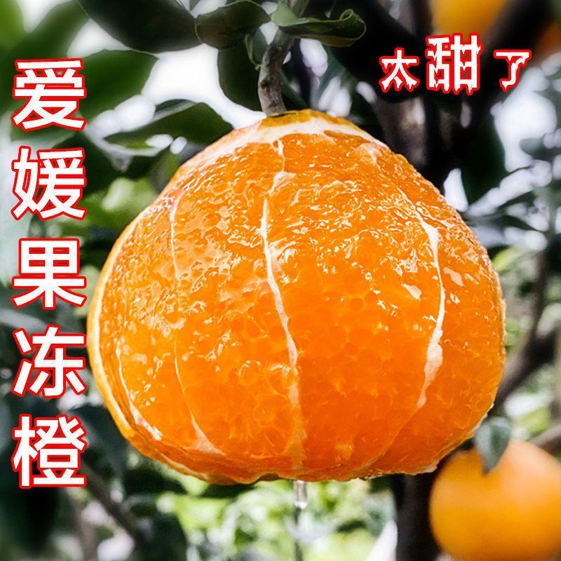 四川精品爱媛38号果冻橙，果面干净电商市场商超