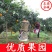 四川精品爱媛38号果冻橙，果面干净电商市场商超