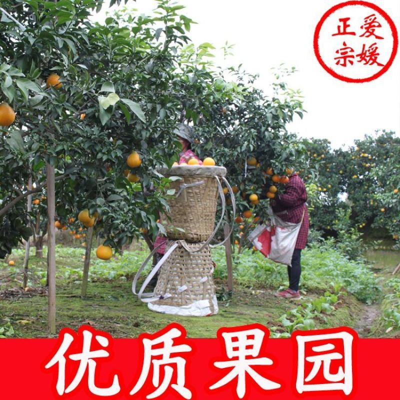 四川精品爱媛38号果冻橙，果面干净电商市场商超
