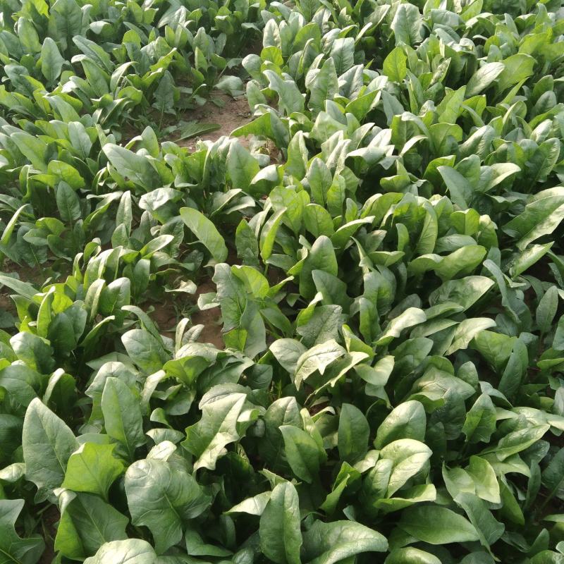 精品大叶菠菜，基地，大棚，叶大，叶厚，手工好，支持大量收