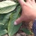 精品大叶菠菜，基地，大棚，叶大，叶厚，手工好，支持大量收