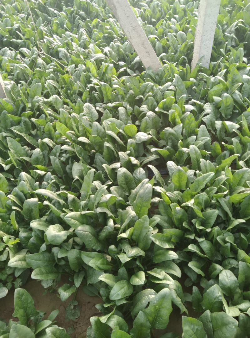 精品大叶菠菜，基地，大棚，叶大，叶厚，手工好，支持大量收