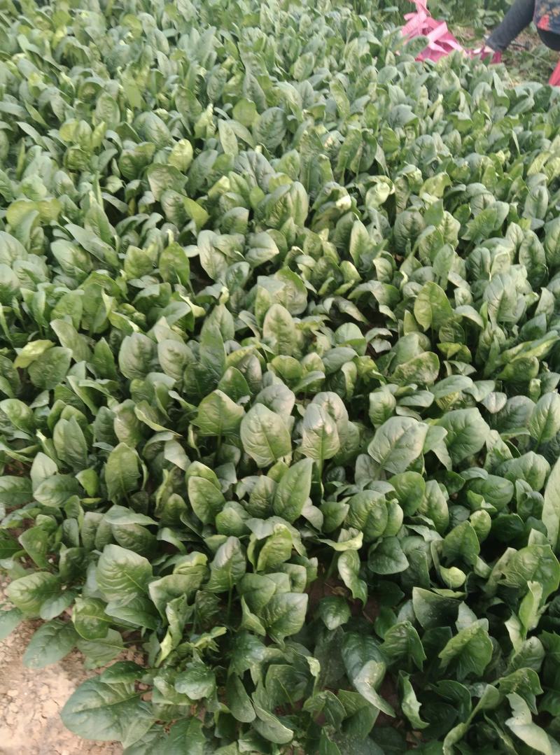 精品大叶菠菜，基地，大棚，叶大，叶厚，手工好，支持大量收