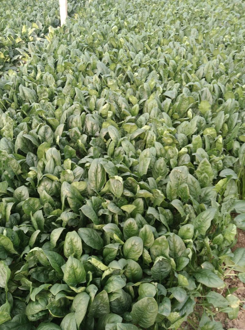 精品大叶菠菜，基地，大棚，叶大，叶厚，手工好，支持大量收