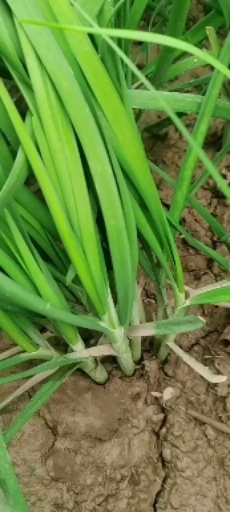 精品韭菜