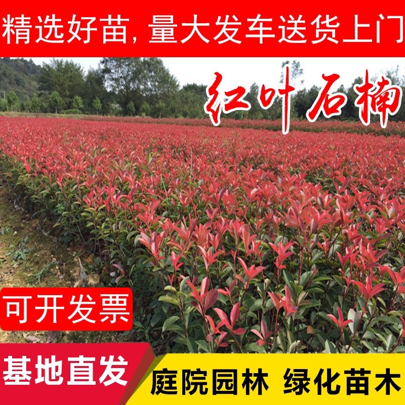 石楠苗，红叶石楠苗产地发货，量大苗好价格可议，欢迎选购