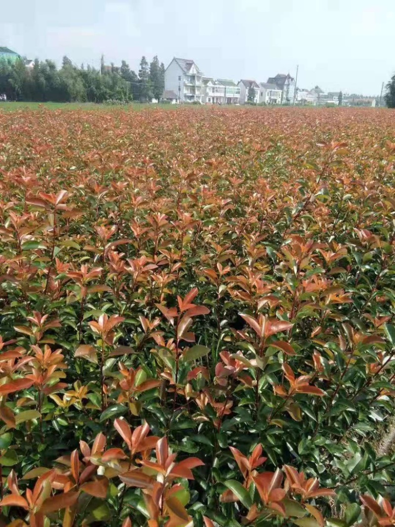 石楠苗，红叶石楠苗产地发货，量大苗好价格可议，欢迎选购