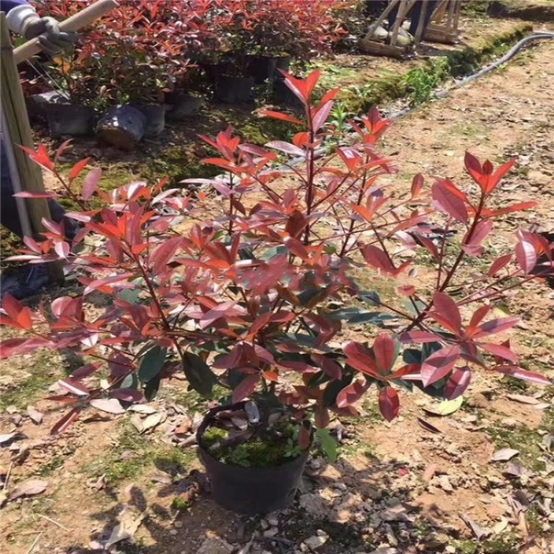 石楠苗，红叶石楠苗产地发货，量大苗好价格可议，欢迎选购