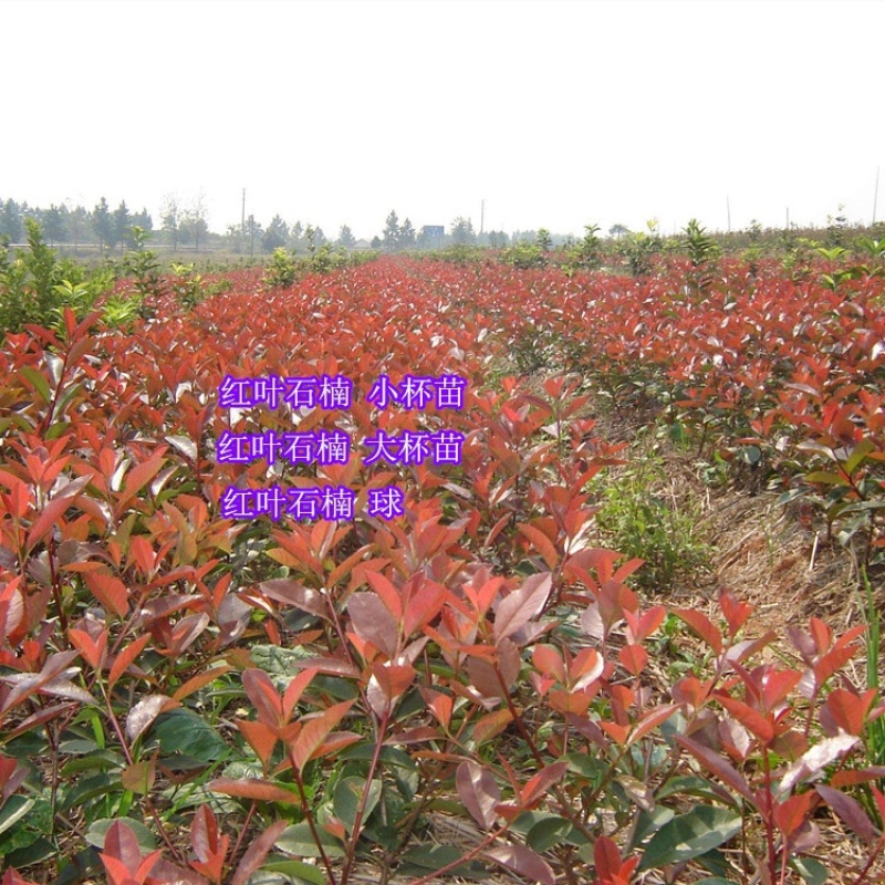 石楠苗，红叶石楠苗产地发货，量大苗好价格可议，欢迎选购
