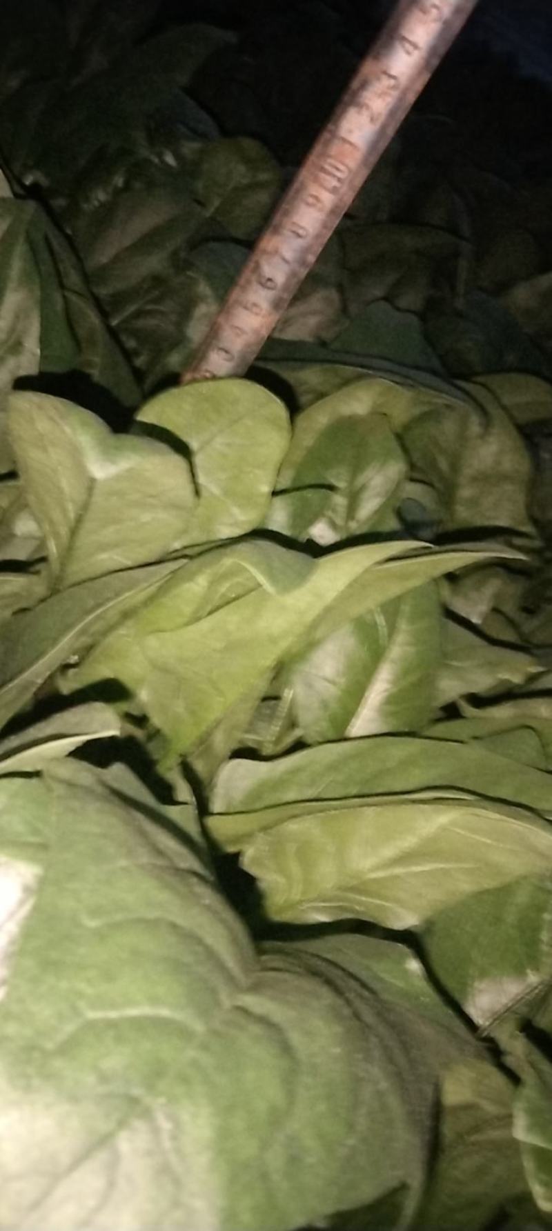 精品大叶菠菜，基地，大棚，叶大，叶厚，手工好，支持大量收