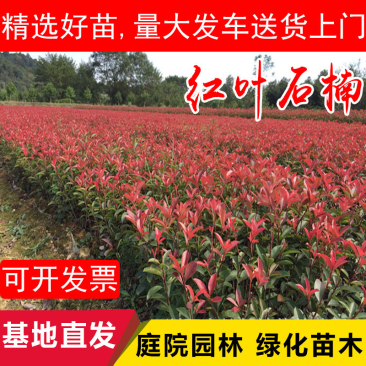 石楠苗，红叶石楠苗产地发货，量大苗好价格可议，欢迎选购