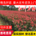 石楠苗，红叶石楠苗产地发货，量大苗好价格可议，欢迎选购