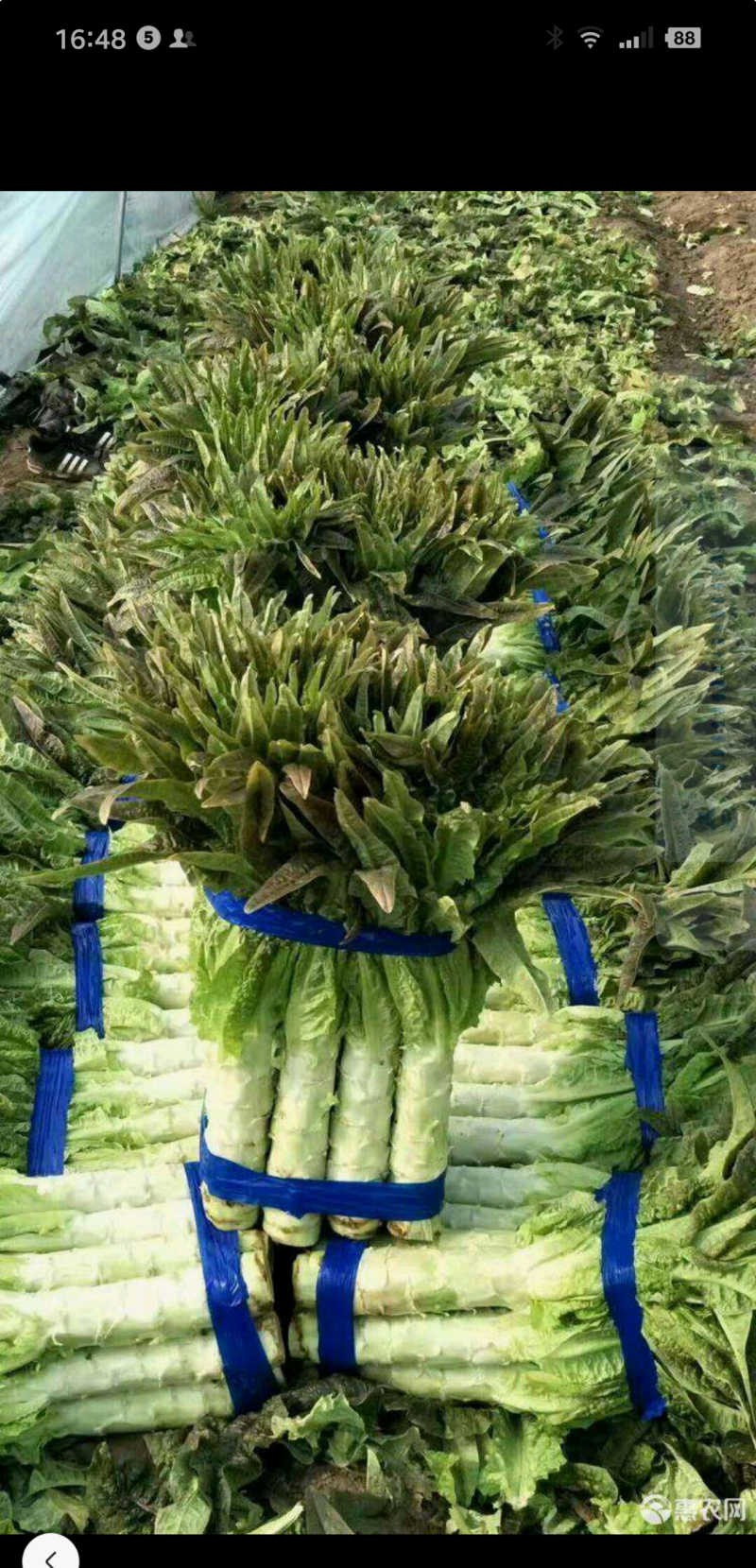 湖北宜昌当阳优质红尖叶香莴笋大量上市，无空心质量好。